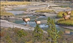 One afternoon on the Athabasca (3/5)